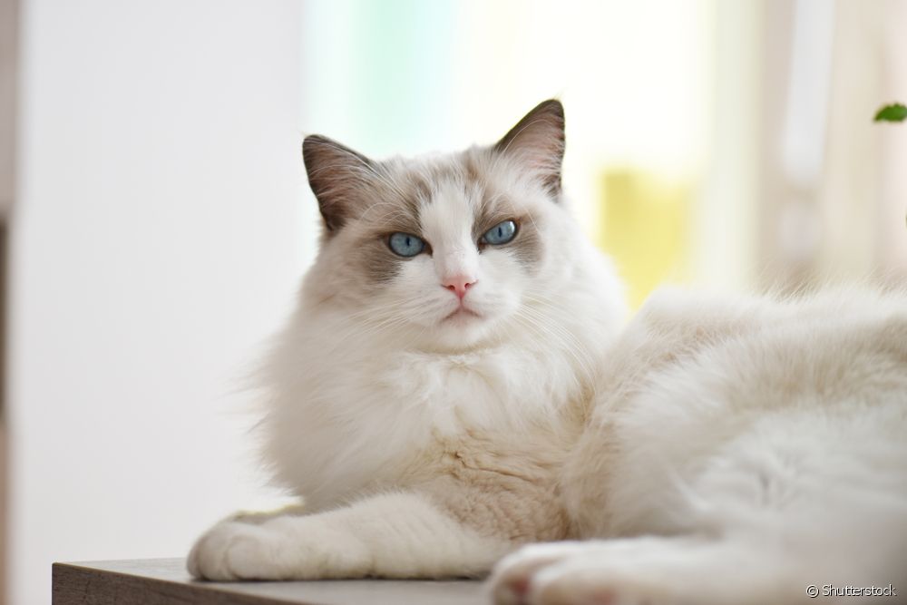 RAGDOLL